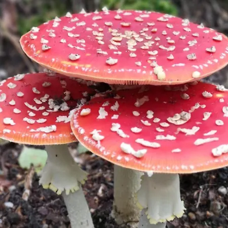 Apartmán Klein Waldeck *