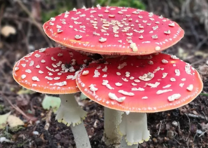 Lejlighed Klein Waldeck *